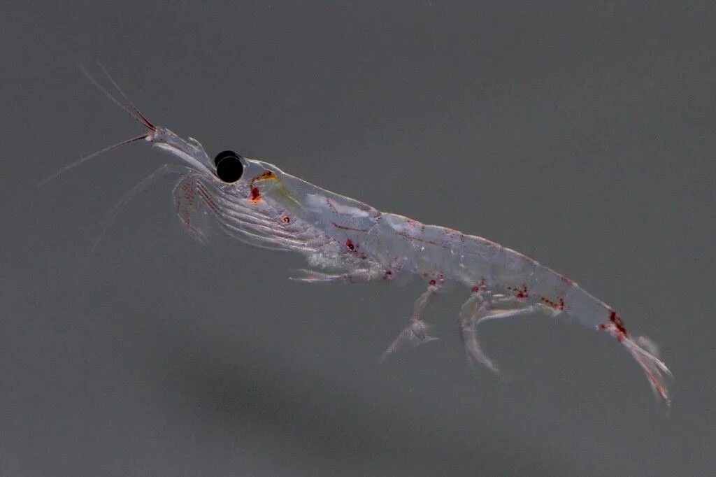 Krill - National Maritime Historical Society