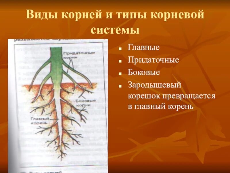 Придаточные корни на листе. Главные боковые и придаточные корни.