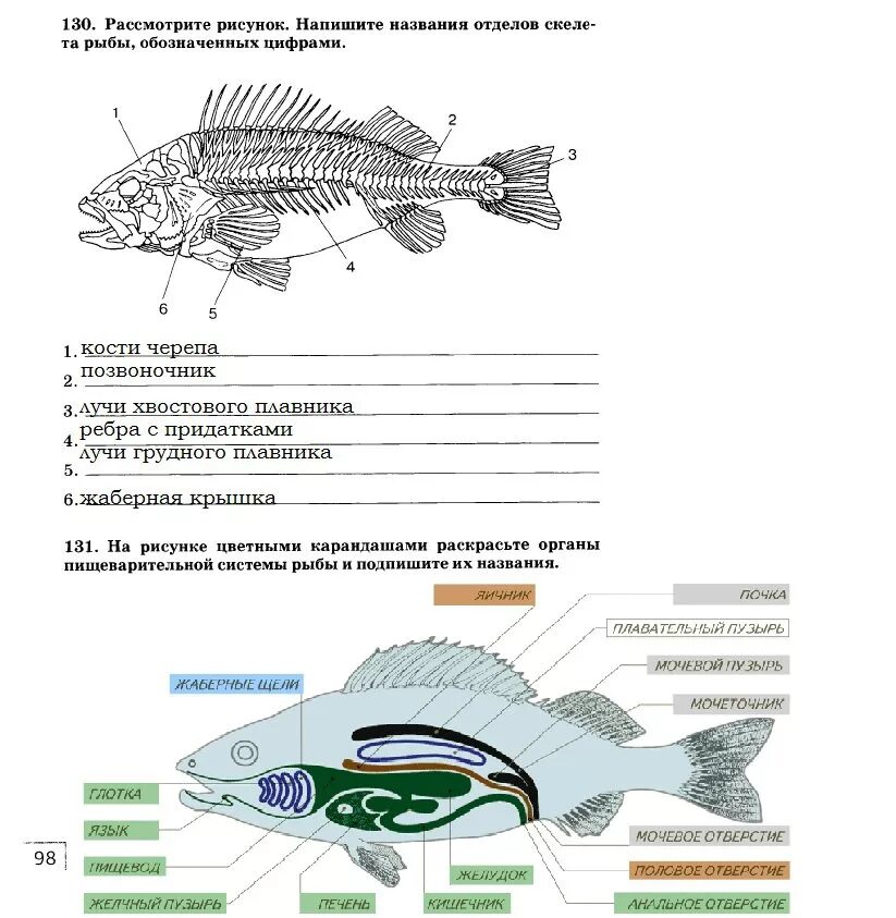 Внутреннее строение рыб задание. Биология внутреннее строение рыб рабочая тетрадь. Строение рыбы задание. Класс рыбы задание.