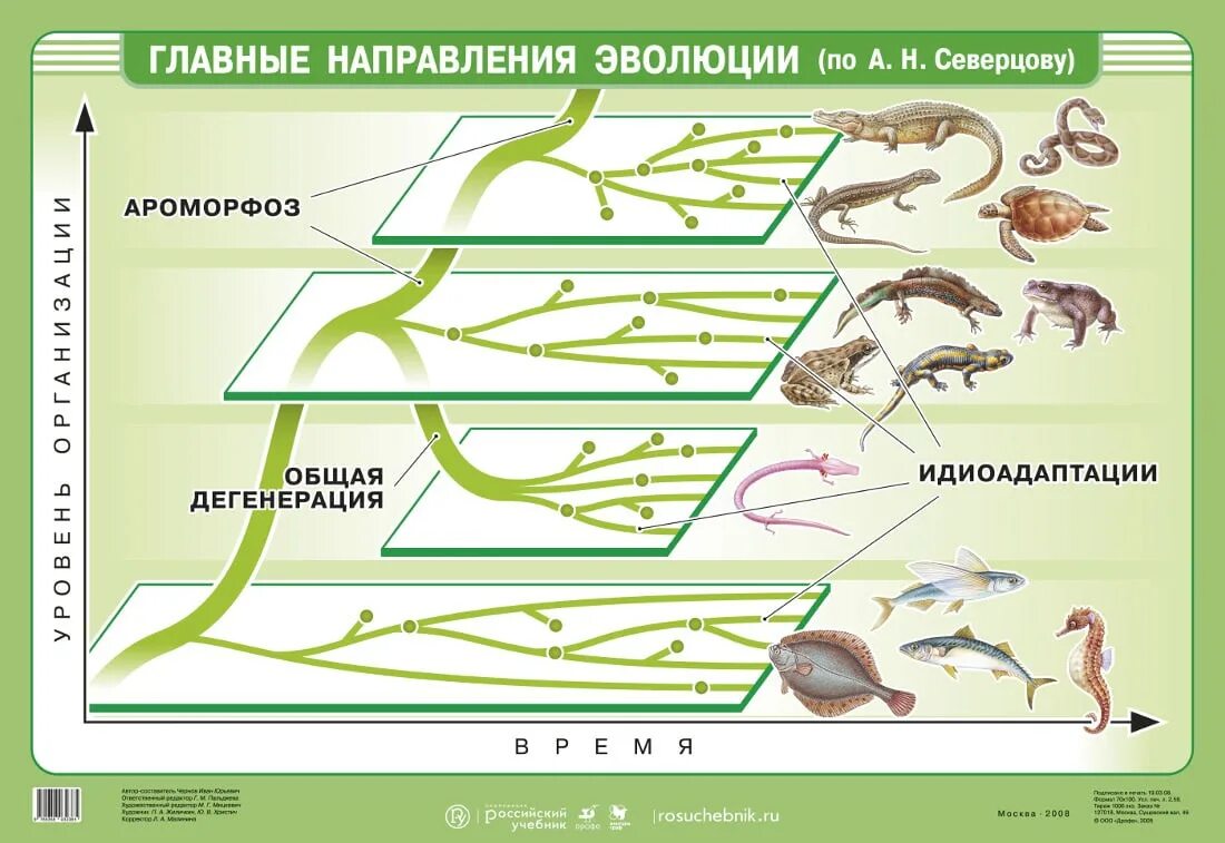 Пути биологического прогресса ароморфоз идиоадаптация дегенерация. Схема эволюционного процесса по северцеву. главные направления эволюции ароморфоз идиоадаптация дегенерация. правило чередования главных направлений эволюции северцов. таблица главные направления эволюции ароморфоз идиоадаптация.