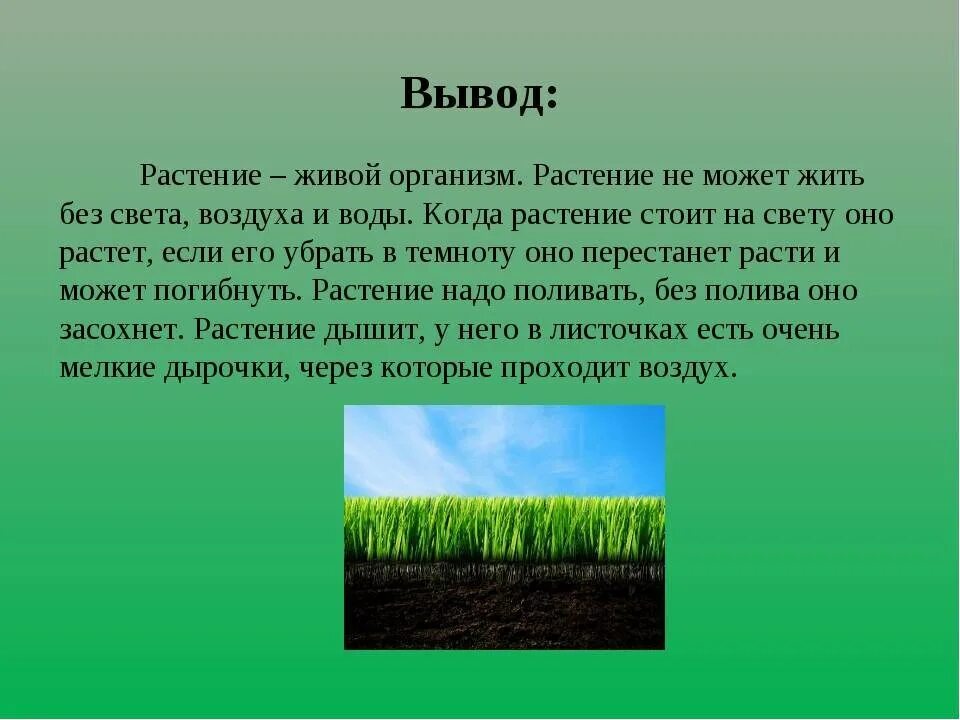 Проект на тему растения. Рассказ о жизни растений. Что необходимо растению для жизни. Условия необходимые для жизни растений. Роль светы в жизни растений