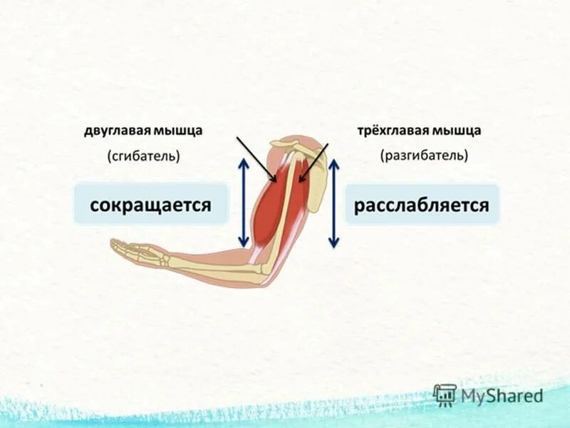 Вывод статической работы мышц. Практическая работа динамическая и статическая работа мышц. Статическая и динамическая нагрузка мышц. Практическая работа динамическая и статическая работа мышц. Динамическая и статическая работа.