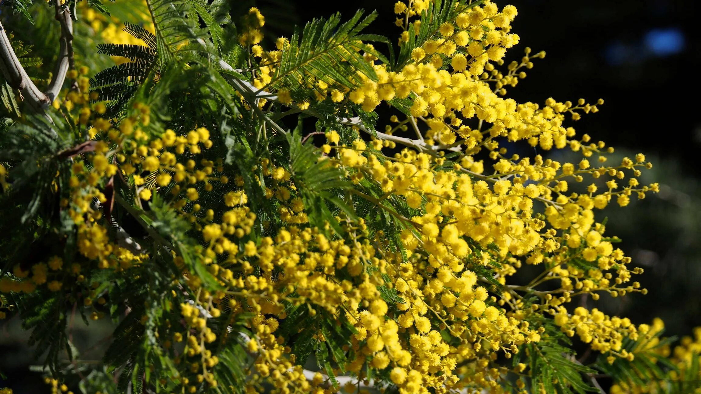 мимоза мирандол. сибирская мимоза. мимоза кустарник. мимоза дерево. акация мимоза.