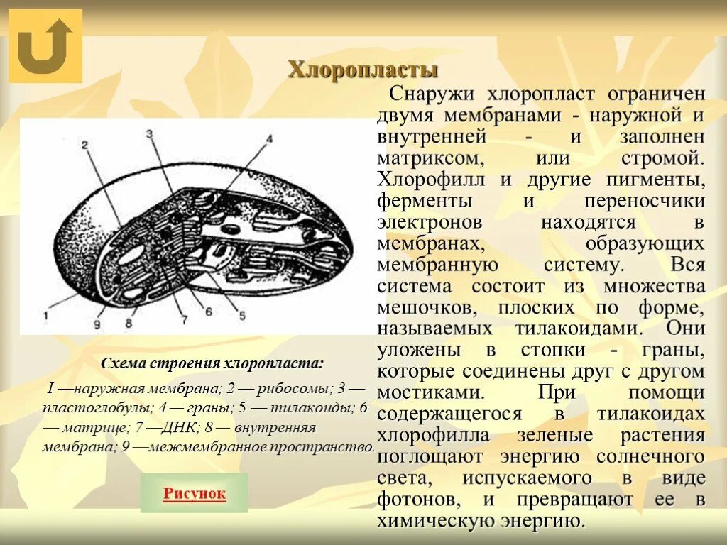 Амилопласты хлоропласты пропластиды. Внутренняя мембрана тилакоида хлоропласта. Строение хлоропласта. Строение внутренней мембраны хлоропласта. Хлоропласт заполнен