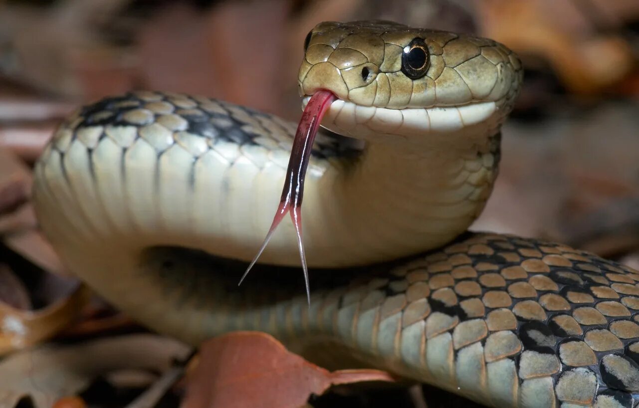 Покажи про змей. Змеи. Язык змеи. Змея с языком. Морда змеи.