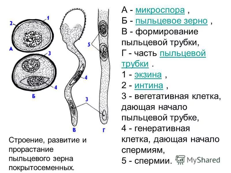 Вегетативная клетка пыльцы гороха