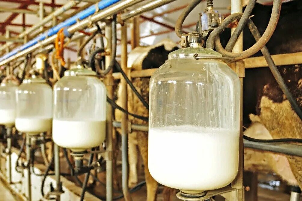Реализуем молоко. Молоко ферма. Молоко сырье. Корова молоко. Коровы на заводе молока.