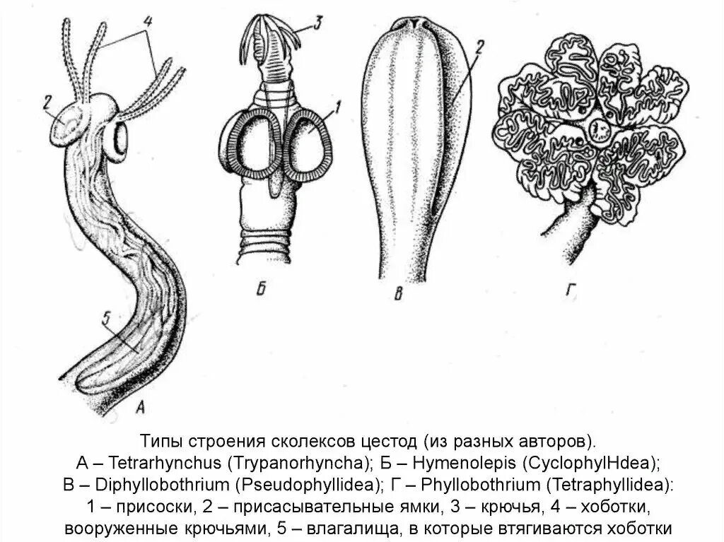 Тип строения d. Строение сколекса цестод. Типы сколексов цестод. Строение сколекса ленточных червей. Сколекс широкого лентеца строение.