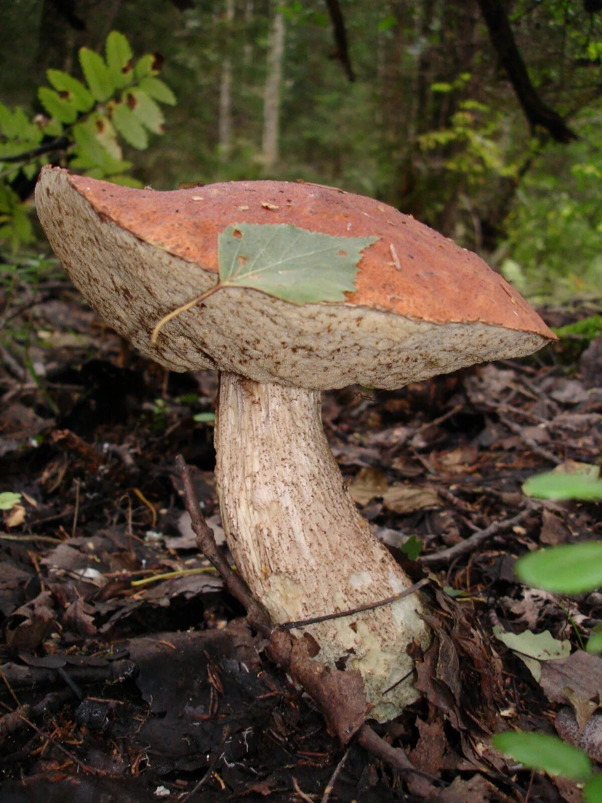 Подберезовик с белой шляпкой фото. Подберезовик пластинчатый. Подберезовик луговой. Подберёзовик обыкновенный. Подберезовик крапчатый.