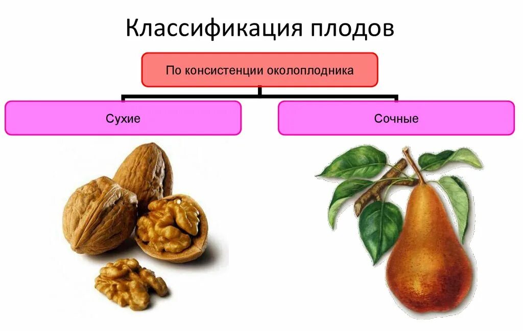 Что относится к частям плода. Плод строение плода классификация плодов. Плоды строение и классификация плодов. Классификация плодов по консистенции околоплодника. Классификация плодов по типу околоплодника.