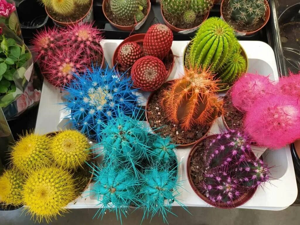 Эхонокактус грузонирейбол. Кактусы с цветными иголками крашеные или нет. Эхинокактус плант микс х9. Кактусы с цветными иголками крашеные или нет. Кактус с сухоцветами.