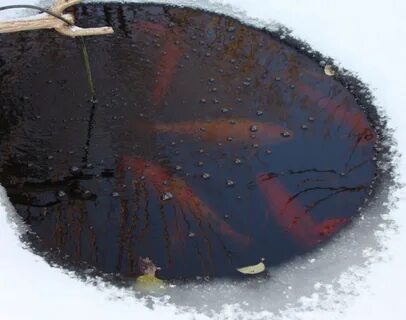 Рыбная яма