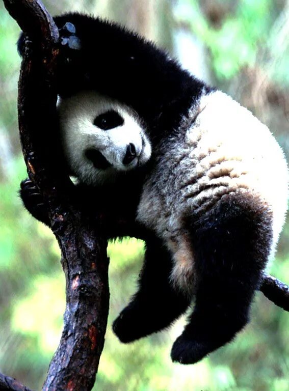 Pandas animals