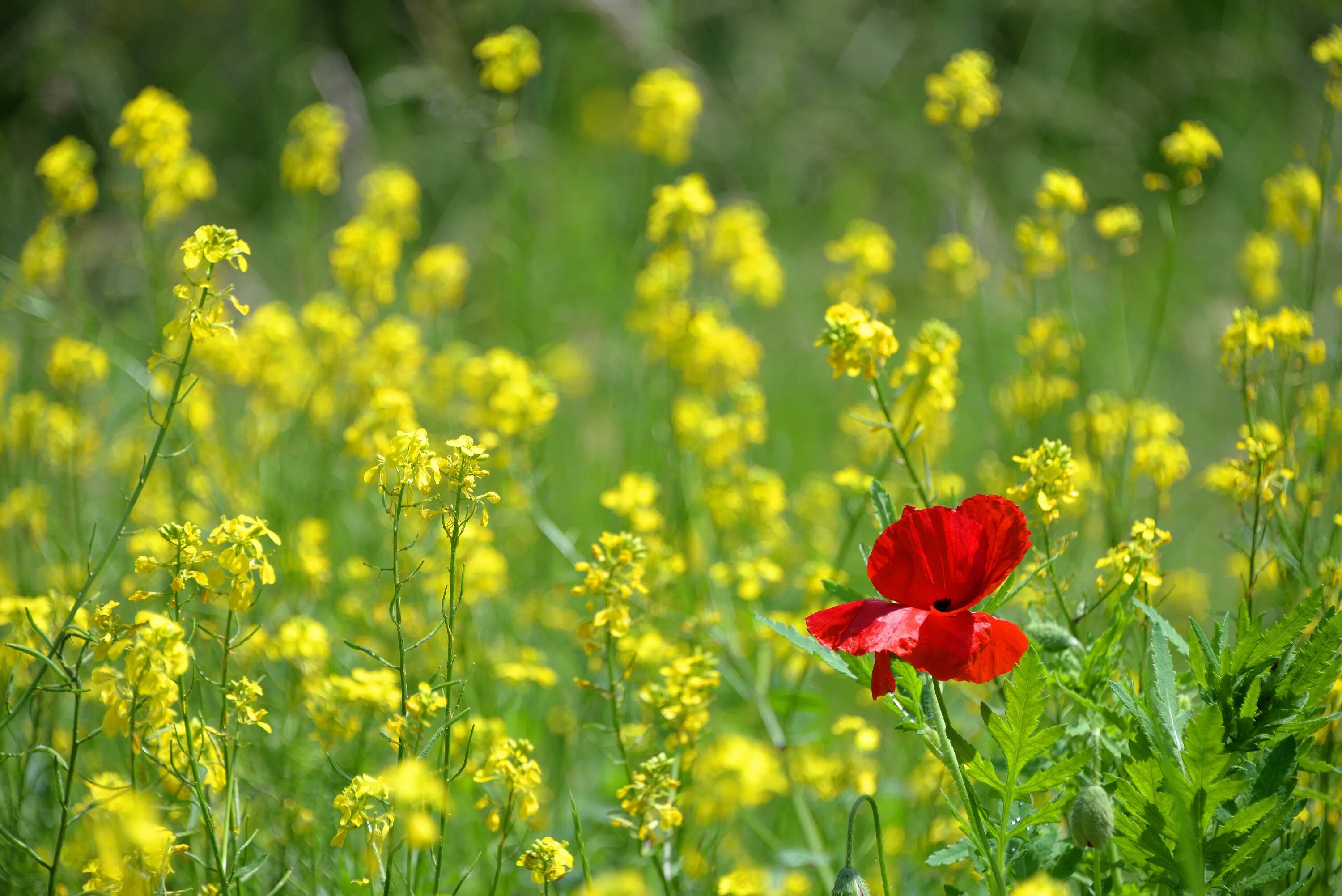Free Images : nature, field, meadow, prairie, bloom, food, green, herb, produce,
