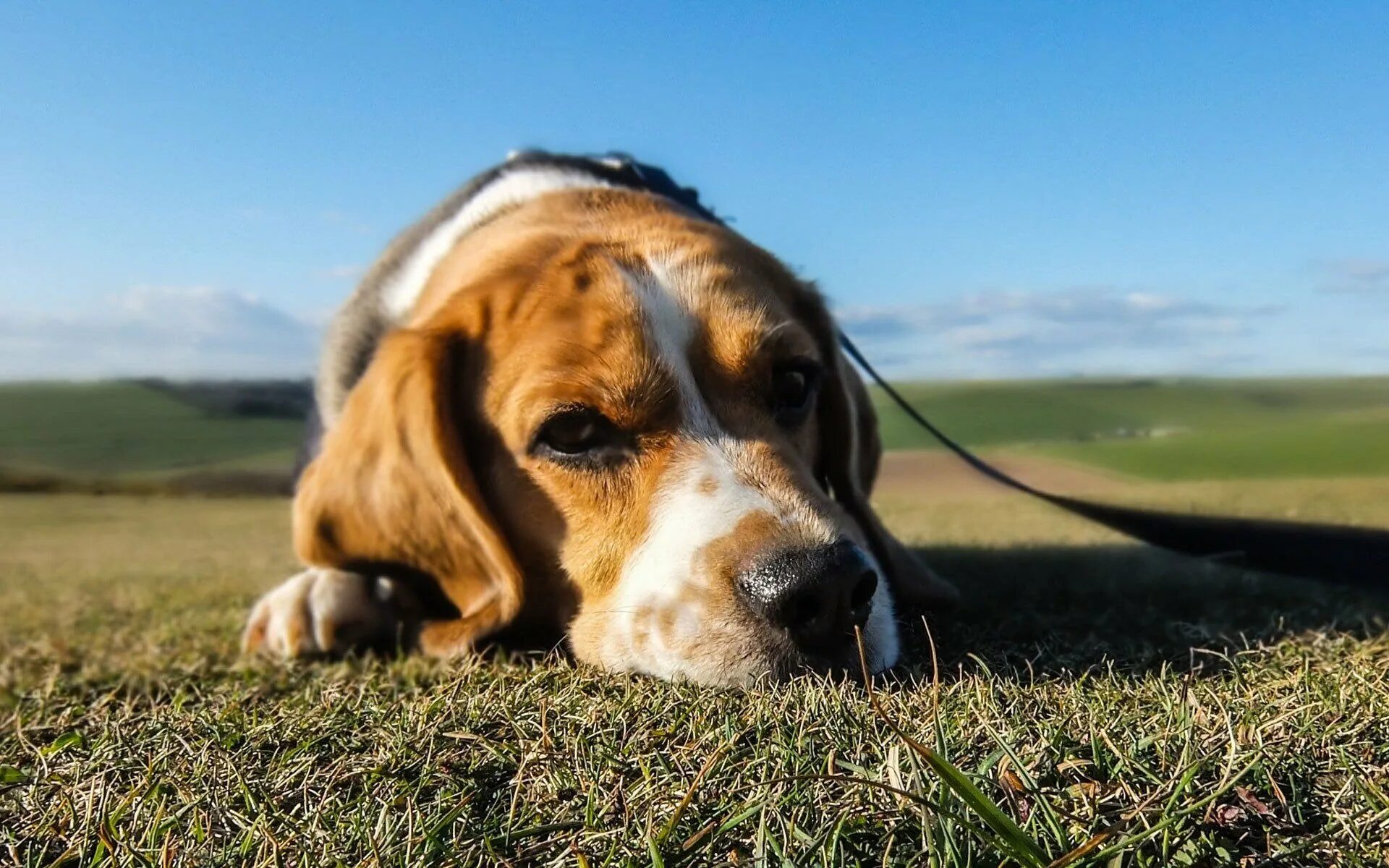 Собака слушает. Послушная собака. Ли собаки слушать. Собака музыка. Песик в наушниках.