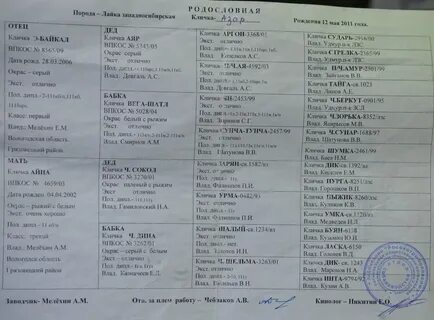 Кличка для собаки кобеля лайки