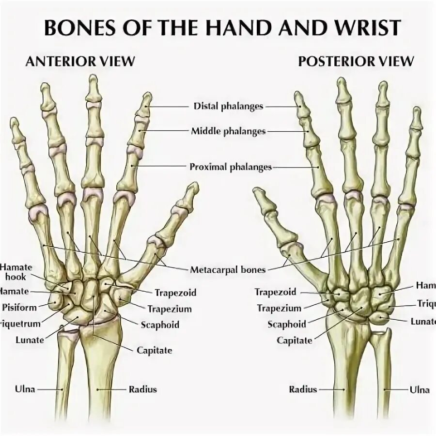 Анатомия кисти. Кости кисти анатомия. Hand Bones Anatomy. Wrist Bones. Hand bone