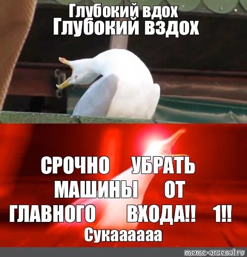 Часто глубокий вдох. Глубокий вздох. Чайка Мем. Гусь глубокий вдох. Вздох Мем.