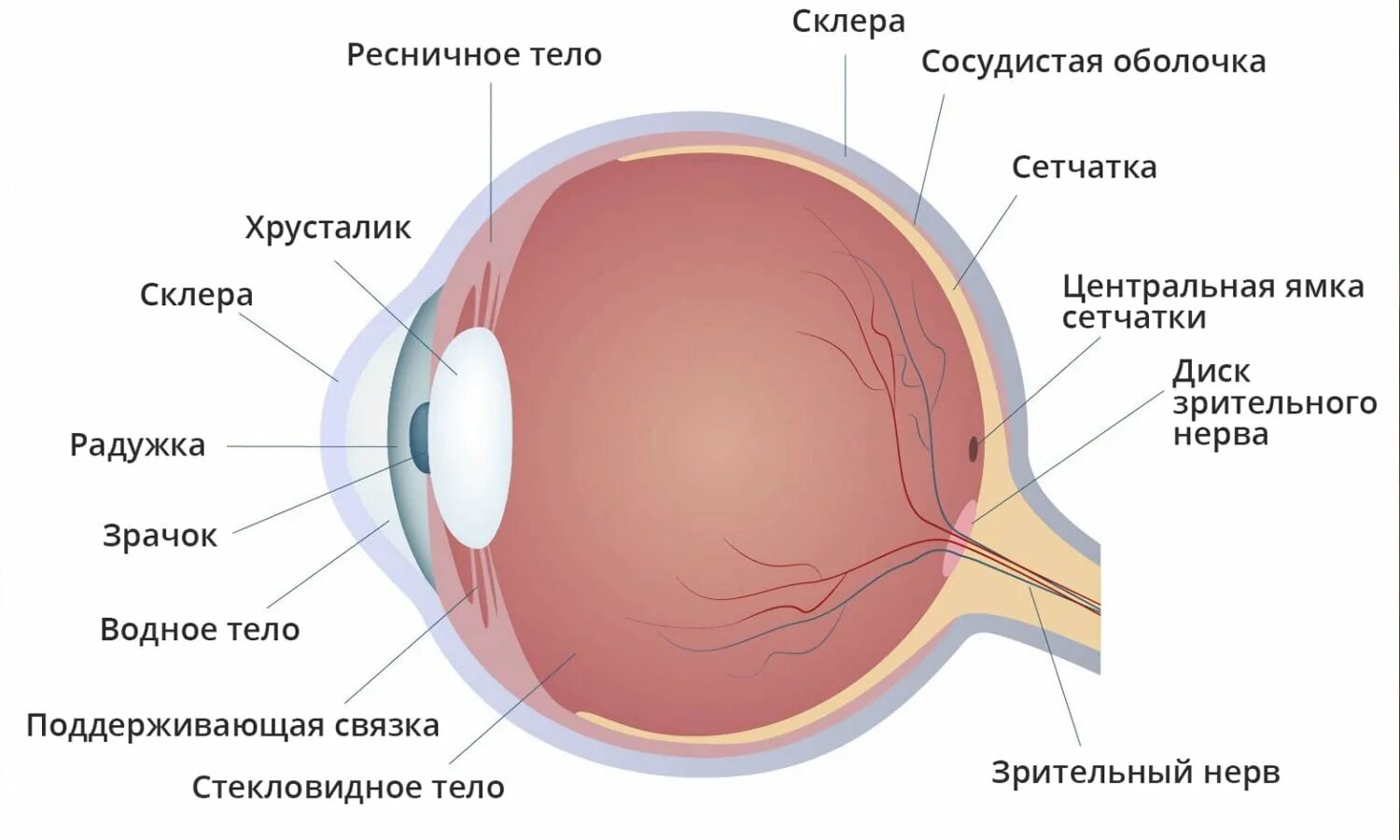 Часть сосудистой оболочки глазного яблока. Строение глаза человека анатомия. Строение глазного яблока склера. Структура сетчатки глазного яблока. Внутренняя оболочка глазного яблока строение.