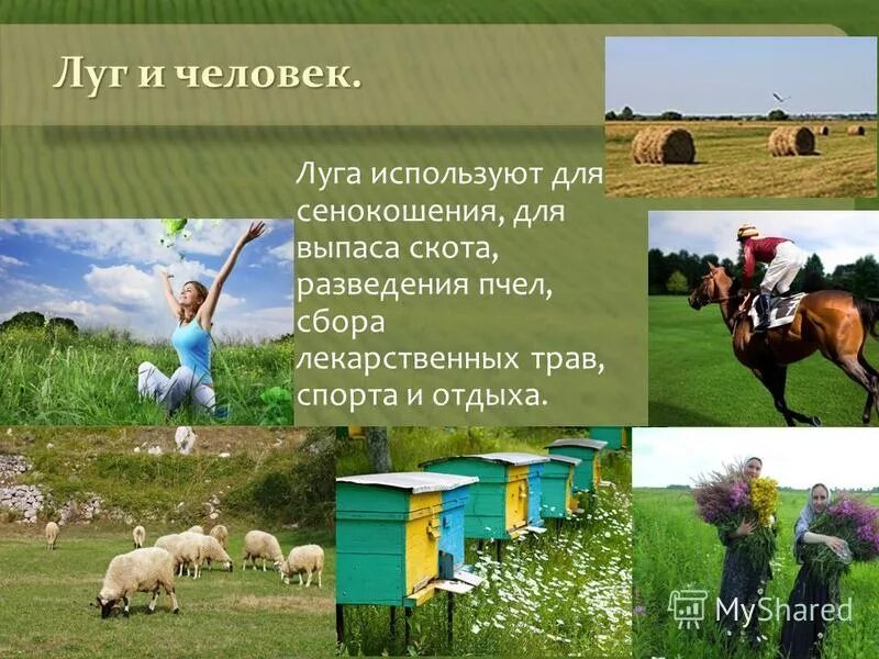 Как человек использует луг. Как использует луга человек подготовиться. Как человек использует луг. Луг и человек. Жизнь луга презентация.