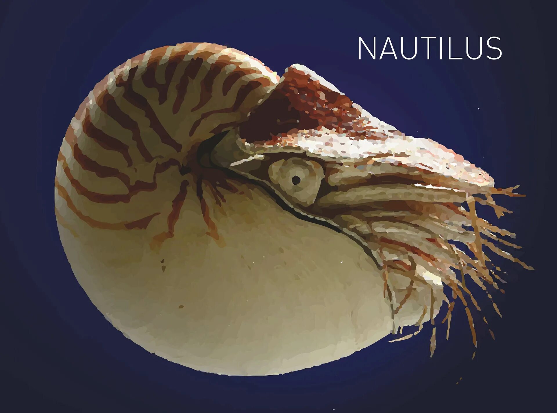 Nautilus rest