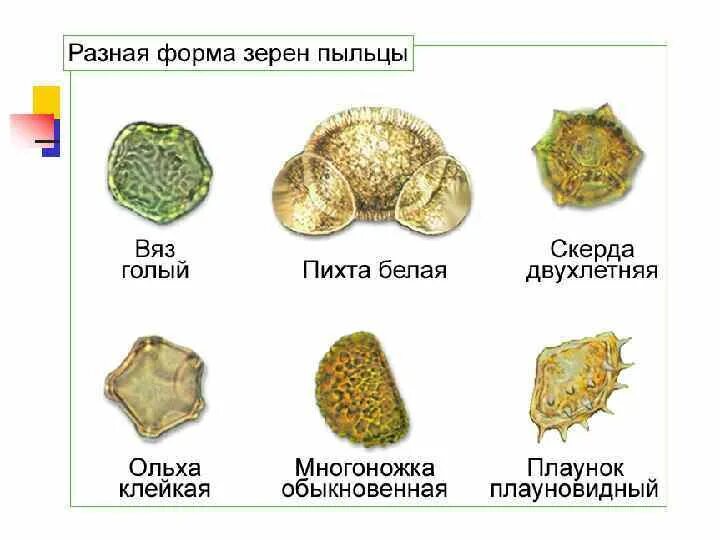 Пыльца микроскопия палинология. Пыльца медоносных растений под микроскопом. Пыльцевые зерна растений атлас. Пыльца ольхи под микроскопом. Пыльца и споры