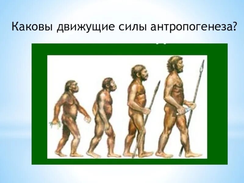 Антропогенез расы людей. Движущие силы антропогенеза. Антропогенез расы. Антропогенез ЕГЭ. Лекция по биологии движущие силы антропогенеза.