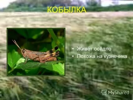Эпитет кобылка