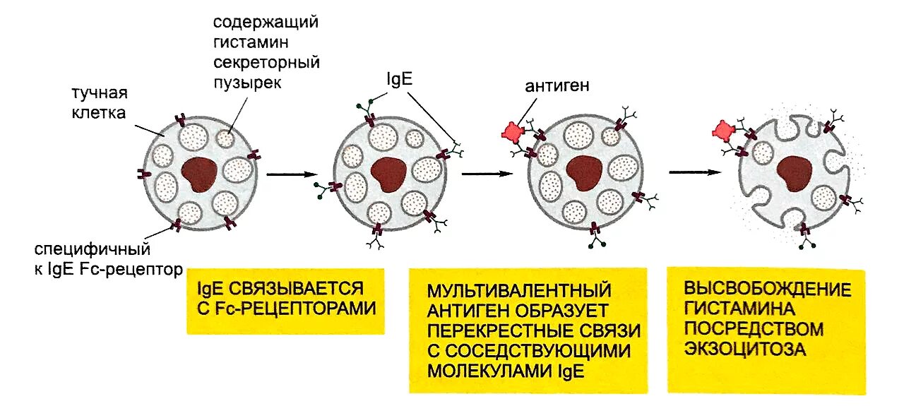 Гистамин аллергия. Механизм дегрануляции тучных клеток. роль тучных клеток в аллергических реакциях. высвобождение гистамина из тучных клеток. механизм дегрануляции тучных клеток при аллергии.