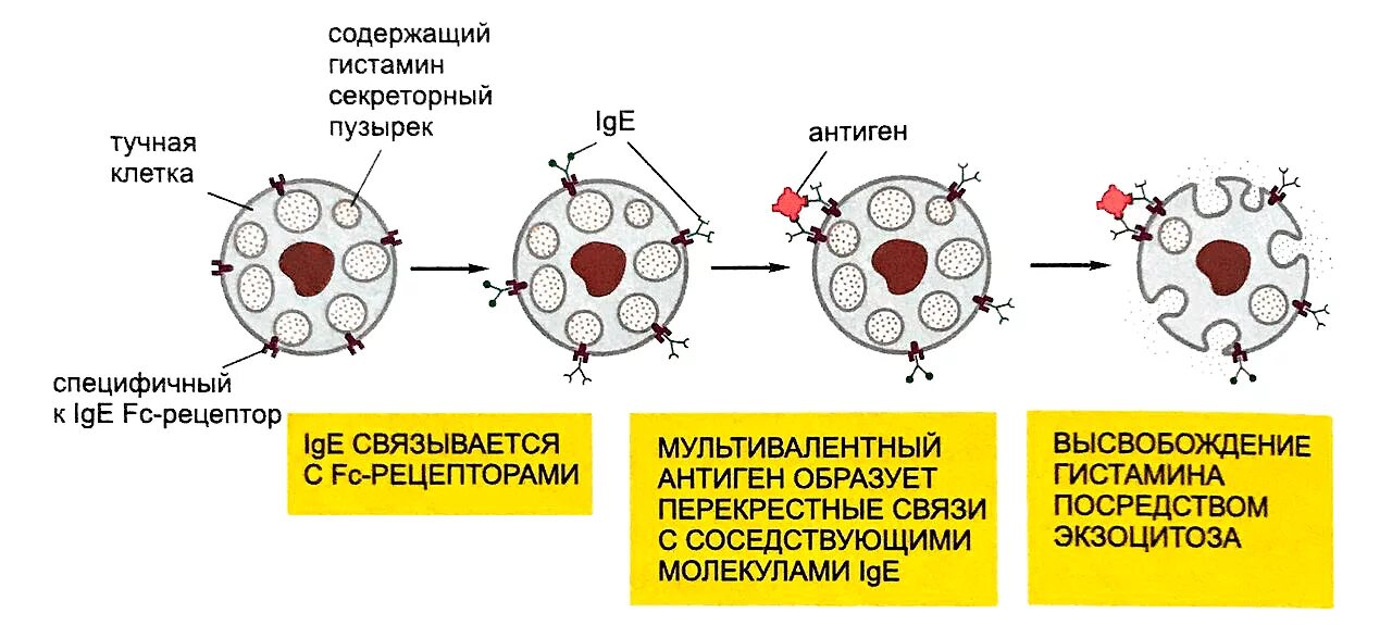 Гистамин в крови. Тучные клетки аллергическая реакция. Дегрануляция тучных клеток и базофилов. Роль тучных клеток в аллергических реакциях. Механизм аллергической реакции базофи.