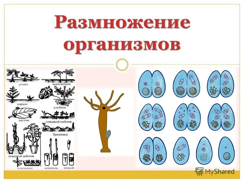 Размножение вывод. Вегетативное размножение половое/бесполое. Какой организм размножается. Размножение живых организмов бесполое размножение таблица. Способы размножения бесполого размножения.