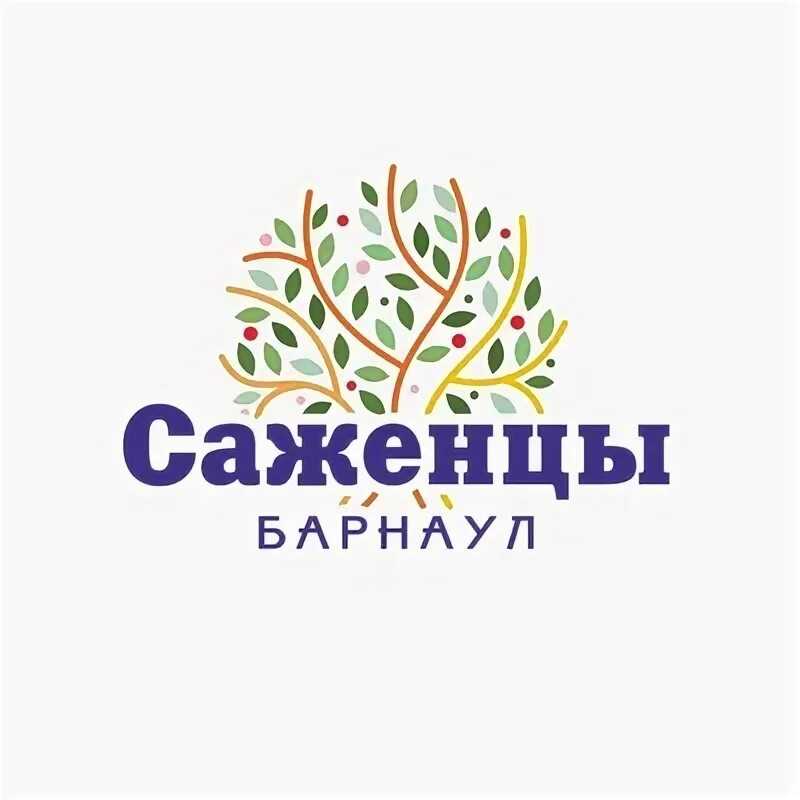 Авито саженцы. Авито барнаул саженцы. Яблоня саженцы окс зкс. Саженцы магазины в перевальном. Питер саженцу dark riddle саженца.