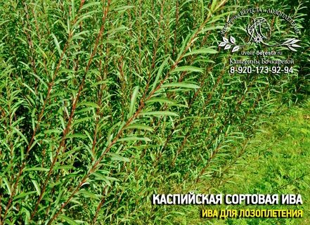 Сорта ивы фото описание