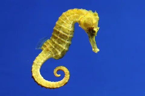 Seahorse перевод на русский