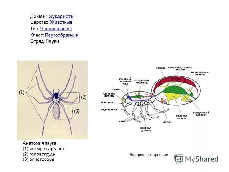 Проверочные работы по биологии тип членистоногие. Тип членистоногие класс паукообразные вариант 2. Членистоногие относятся к насекомым. Членистоногие классы. Тип членистоногие класс ракообразные и паукообразные.