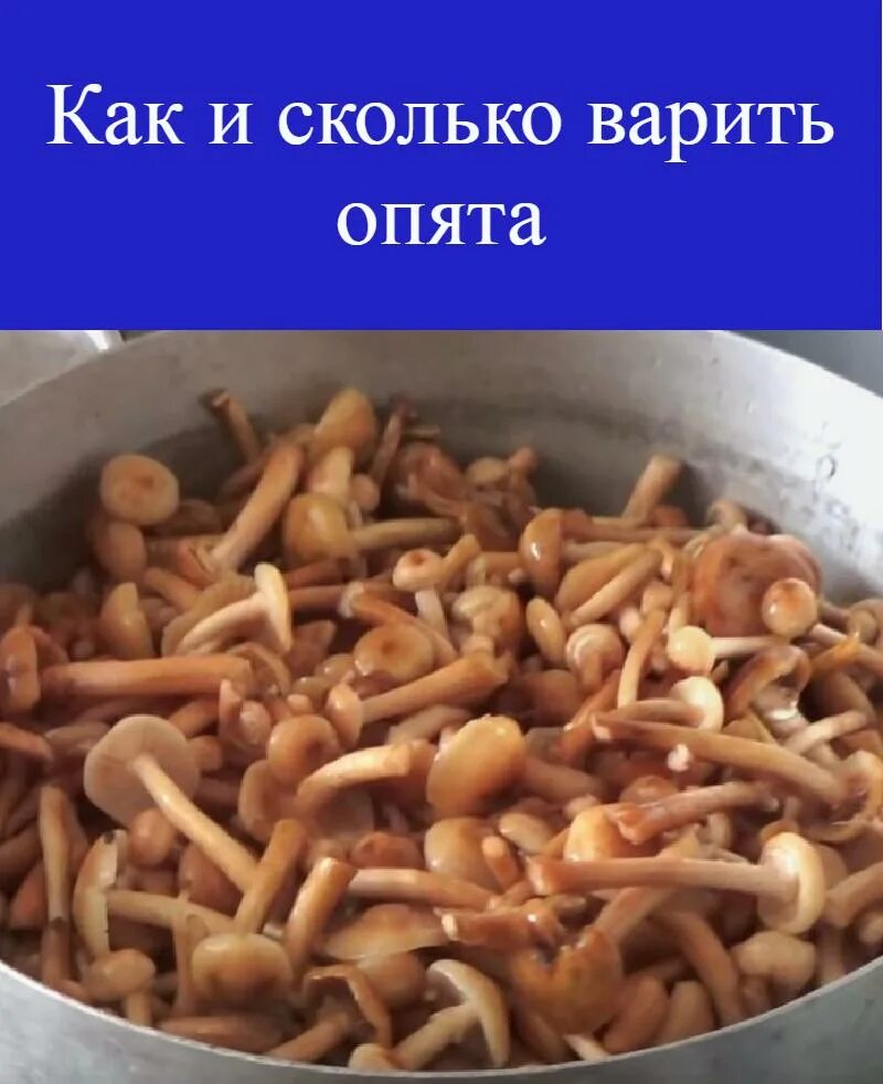 Сколько варить грибы после