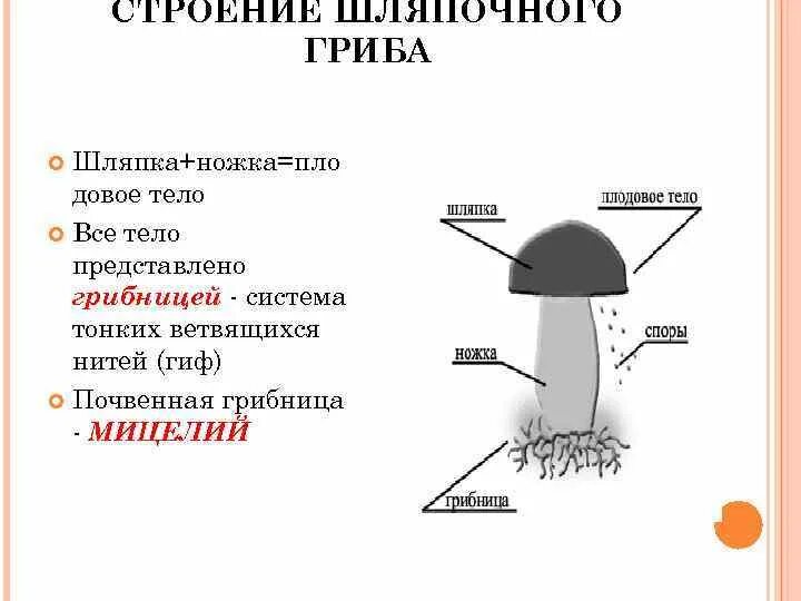 Картинки ВЕГЕТАТИВНОЕ ТЕЛО ШЛЯПОЧНОГО ГРИБА