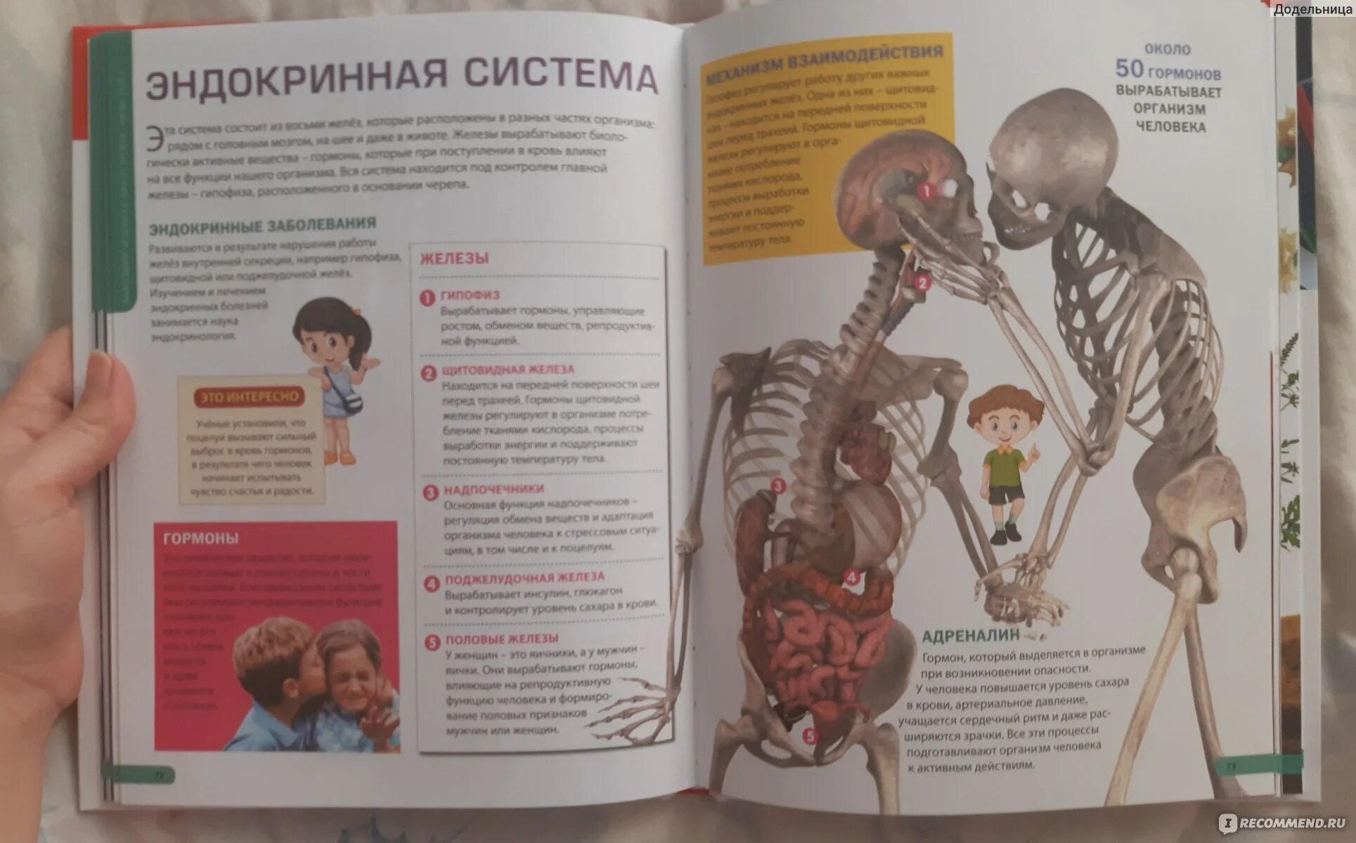 Анатомия детская книга. Энциклопедия по анатомии. энциклопедия по анатомии человека для детей. анатомия энциклопедия для детей. детская энциклопедия анатомия человека.