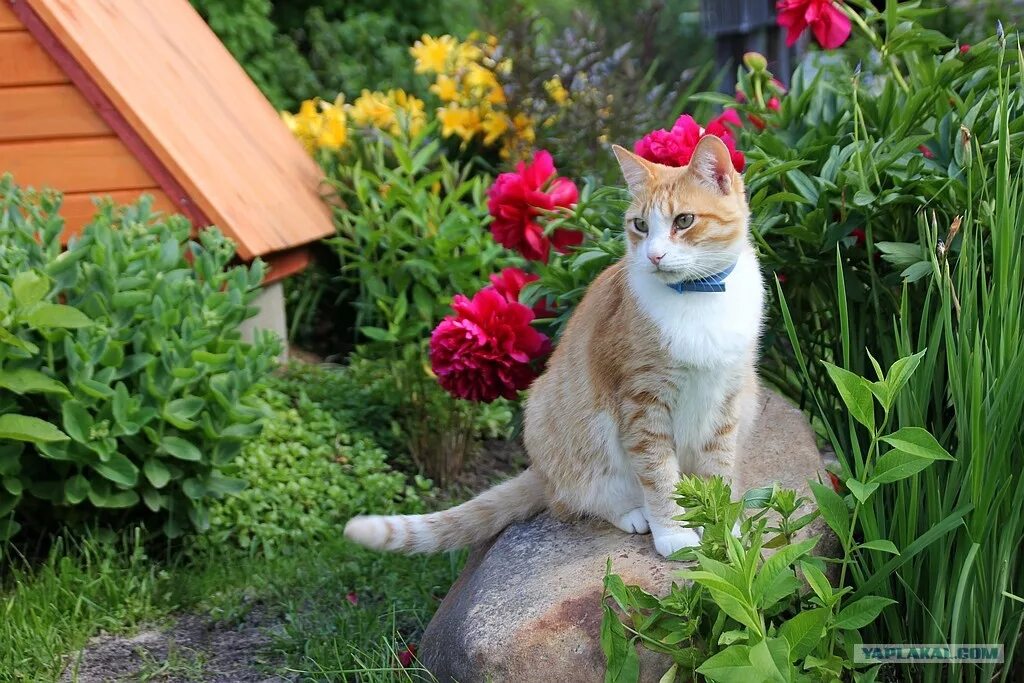 Кот в саду. Кошка на участке. Декоративная кошка на участке. Котик в огороде.