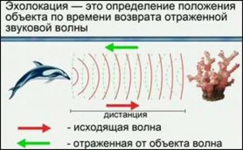 Входными воротами для эхолокационного слуха дельфина служит. Эхолокация китообразных. Эхолокация дельфинов схема. Эхолокация схема. Эхолокатор дельфина.