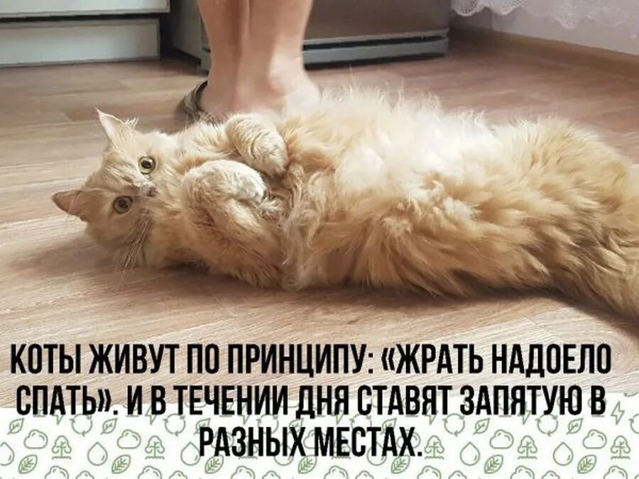 Надоедать вам или вас