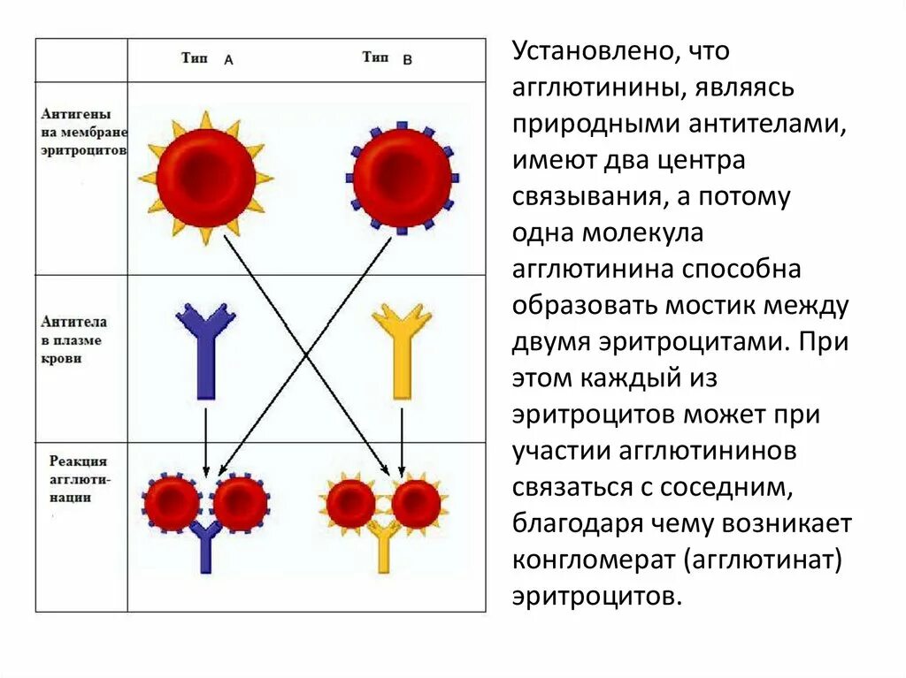 Антитела легкая форма. Агглютиногены и агглютинины это антитела и антигены. Группа крови агглютинины это антитела ?. Антигены эритроцитов 1 группы крови. Лекция по группам крови.