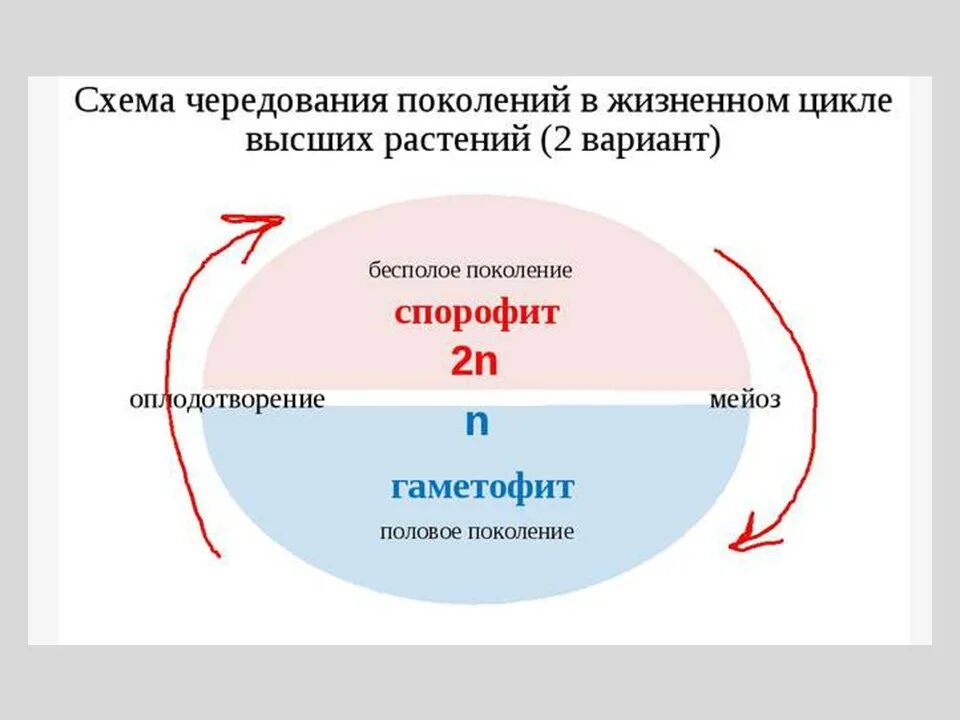 Чередование высших растений. Чередование поколений в жизненном цикле высших растений. жизненный цикл растений чередование поколений. чередование поколений у растений. чередование поколений общая схема.