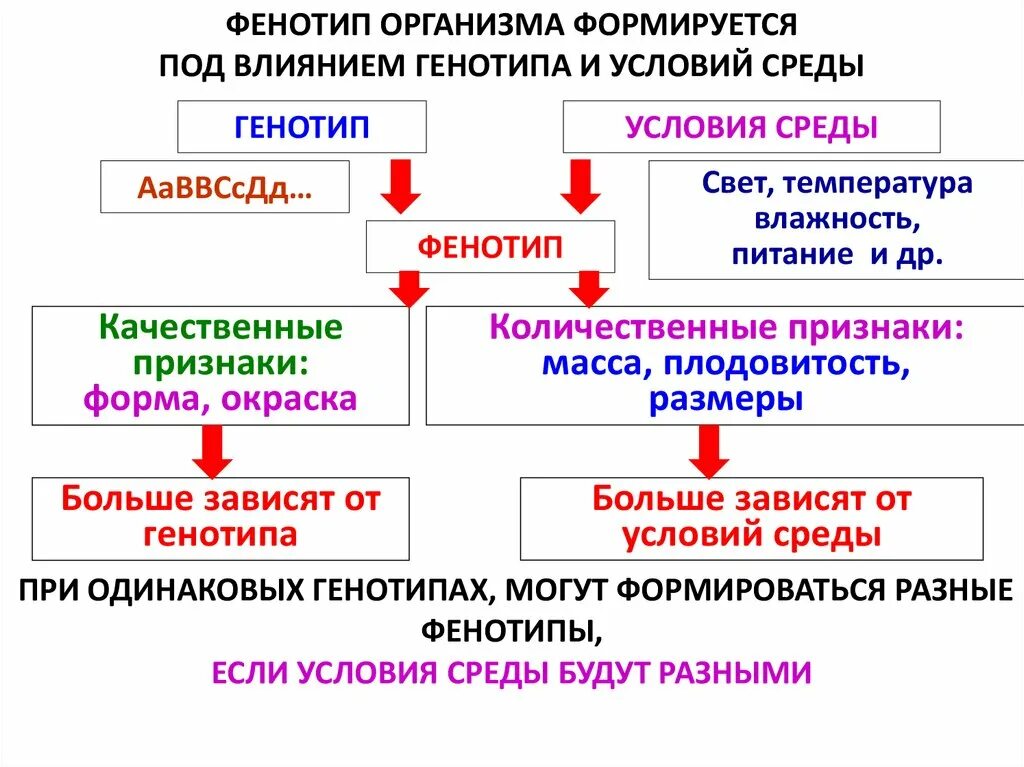 Какие типы изменчивости присущи. Норма реакции модификационной изменчивости. закономерности модификационной изменчивости норма реакции. модификационная изменчивость норма реакции фенокопии. закономерности изменчивости ненаследственная.
