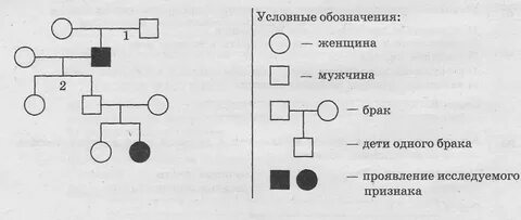 На схемах родословных женщину обозначают