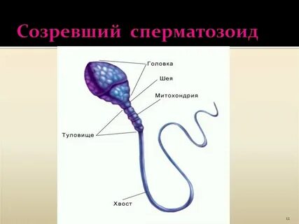 Спермии образуются