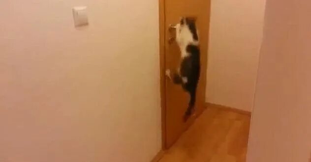 Зашли домой т. Кошка за дверью. Котики соседи. Дверца для кошек Cat Mate. Злой кот в дверях.