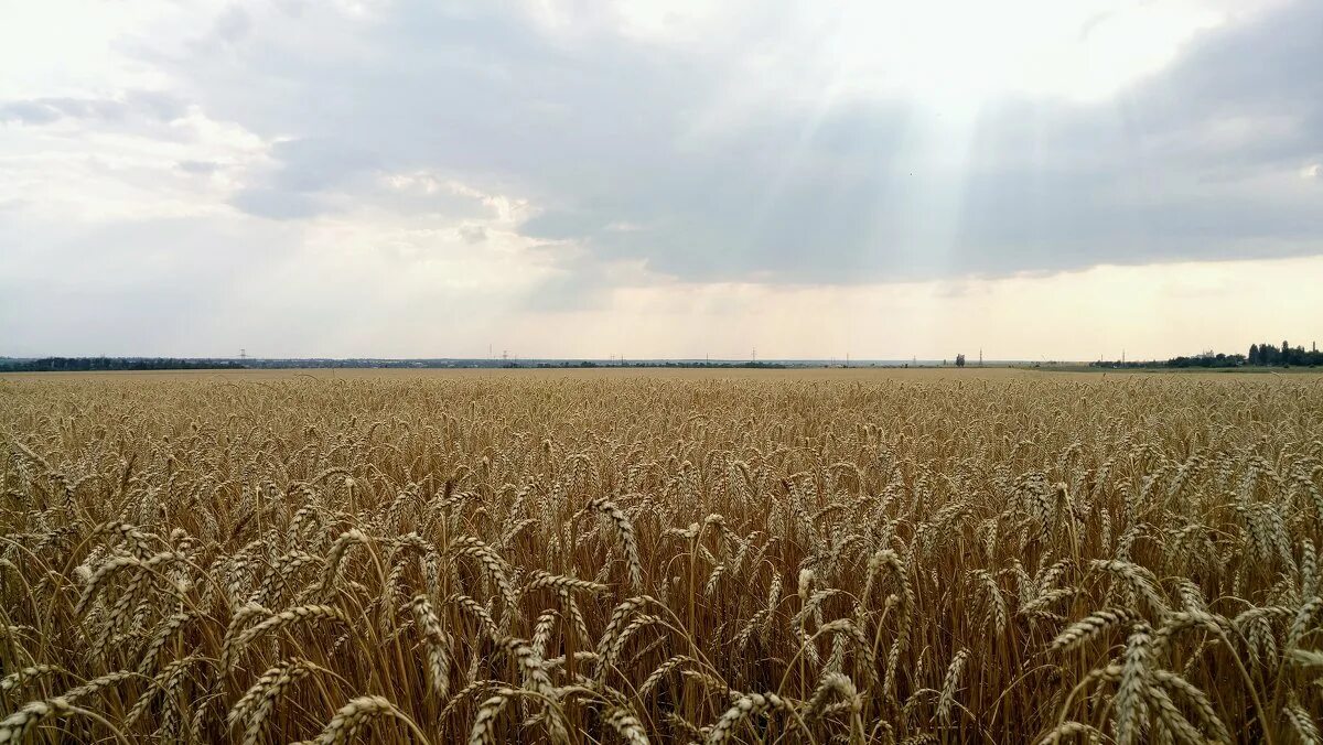 Пшеничное ставропольский край