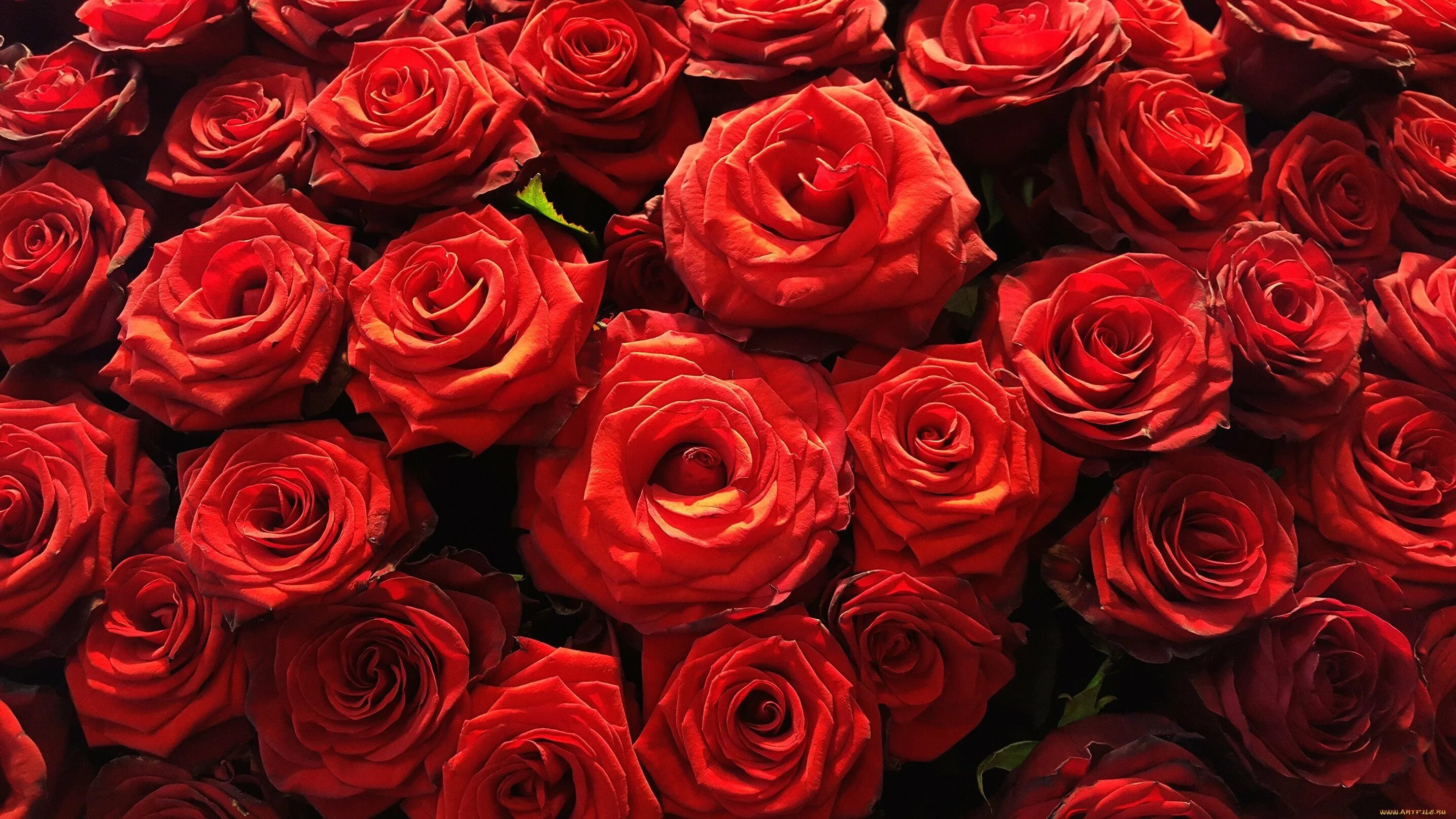 Видеть красные розы. Яркие розы. Алые розы. Красивые красные розы. Цветы розы Алые.