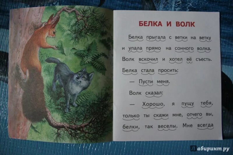 Л толстой белка и волк презентация. Л.Н.толстой басня белка и волк. Сказка Толстого л.н. волк и белка. Басни л Толстого белка и волк. Лев Николаевич толстой басня белка и волк.